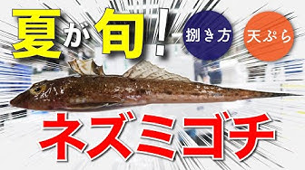 メゴチ Youtube