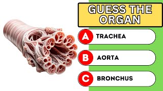 Human body parts || Guess the human body parts ||  Quiz