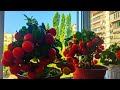 Выращивание  помидоров на балконе и подоконнике.Growing tomatoes on the balcony and windowsill