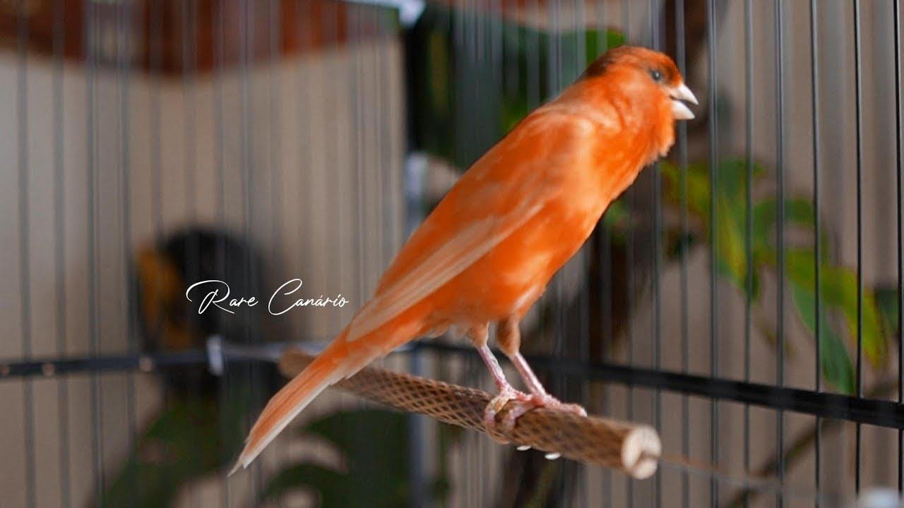 🔴 raro canto canário. muito bom para o seu mestre canário  HD  - Rare Canário