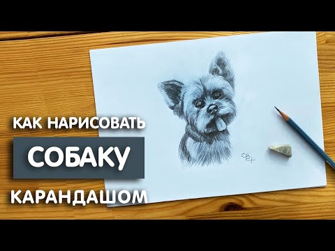 Как нарисовать собаку
