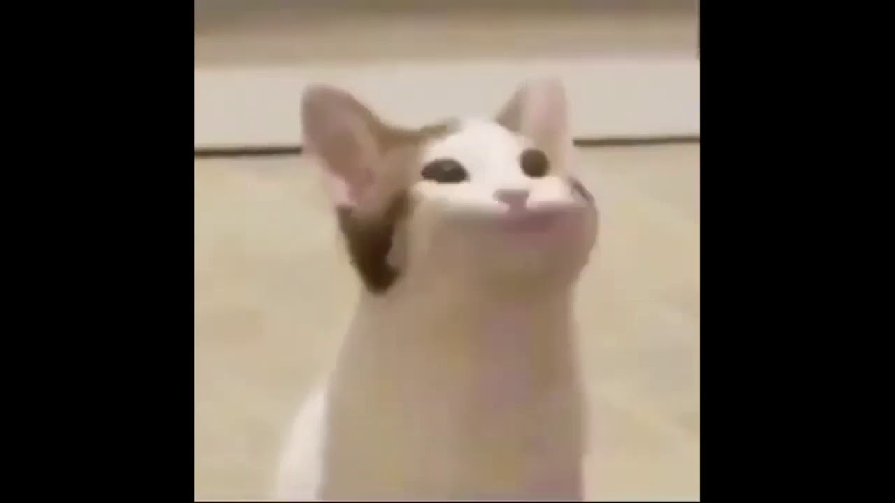 Pa Po Pe Cat