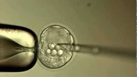 Mouse Blastocyst Microinjection with ESC