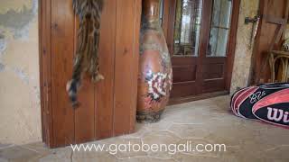 bengal cat crazy jumping - ramazan bengals