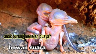 BENARKAH ANAK BURUNG  TENGKEK TAHAN RACUN??
