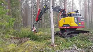 LOCAL SEENS TREE CUTTING REVERSE Profile