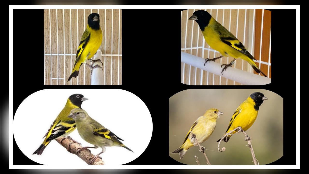 Pintassilgo E Sua Hist ria pintassilgo carduelis historia soostop pintassilgo-e-sua-hist-ria-pintassilgo-carduelis-historia-soostop