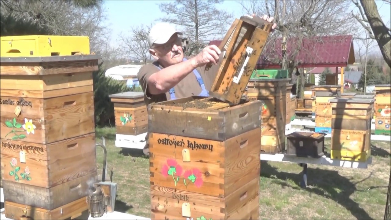 Wiosenne poszerzanie gniazd 2020