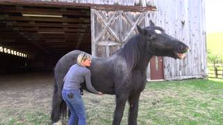 Dialoging with your horse mindfully