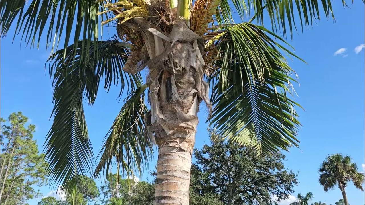 Nine Year Old Coconut Palm Growing In A 9b Climate In North Port
