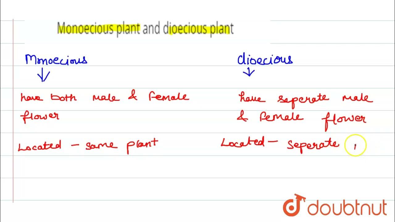 Distinguish between the followingMonoecious plant and dioecious plant