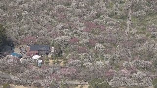 水戸・偕楽園の梅が見ごろ  100種、3千本咲き競う