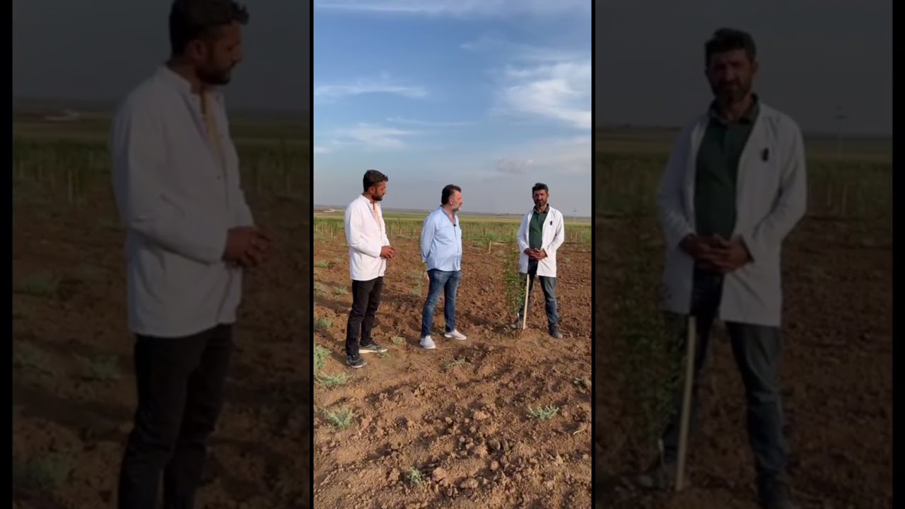 UCB 1 ANACI İLE ANTEP FISTIĞI BAHÇESİ KURULUMU