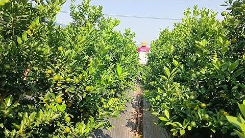 @nongnghiep_hn 2025/2026 quất tết với nét đẹp của 🌲