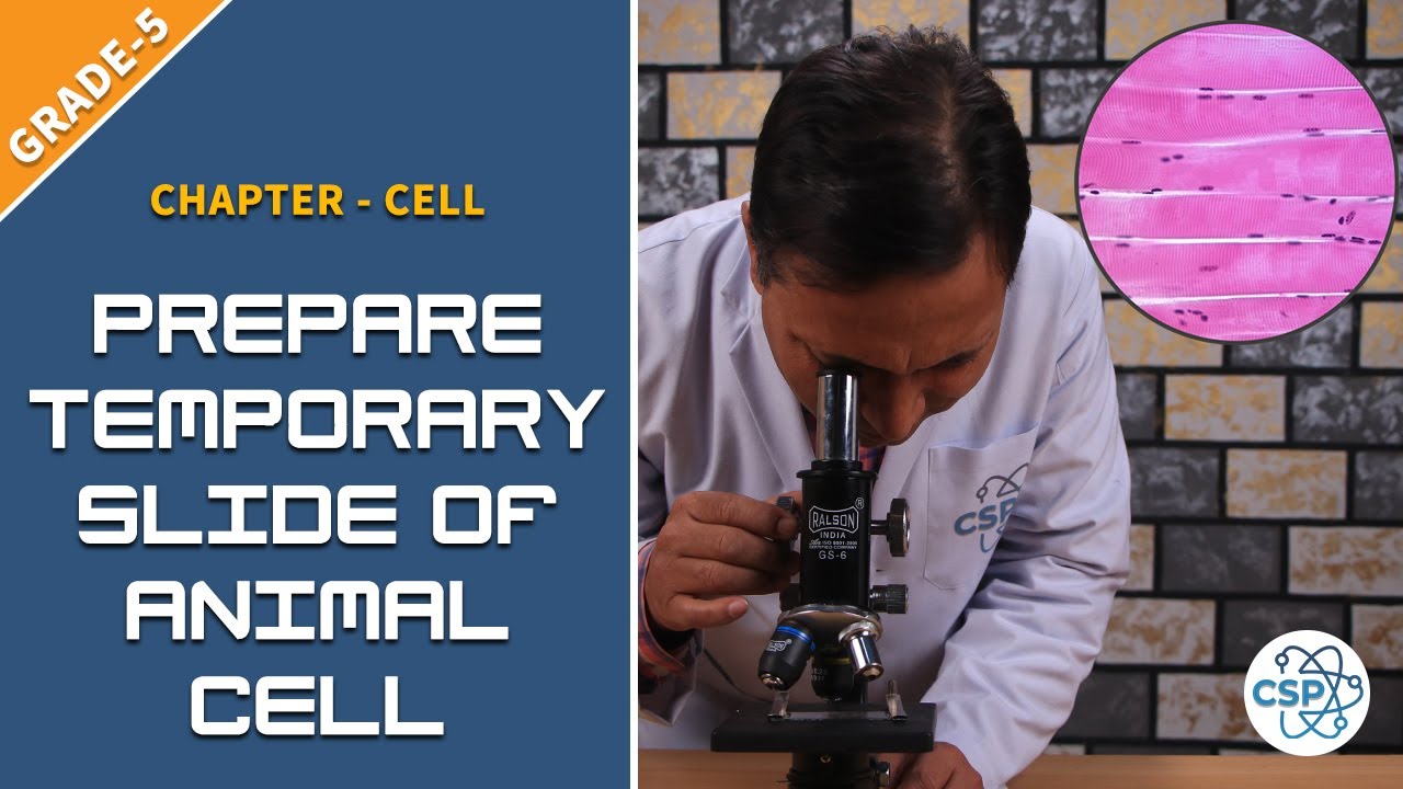 TO PREPARE TEMPORARY SLIDE OF ANIMAL CELL | Class-5 - YouTube