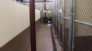 WATCH: Overcrowded Animal Shelter
