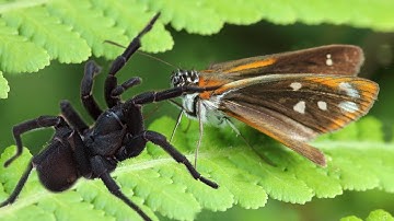 Poor Butterfly in Wild Spider trap