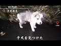 生きてるだけで、ありがとう。捨て犬の【奇跡】