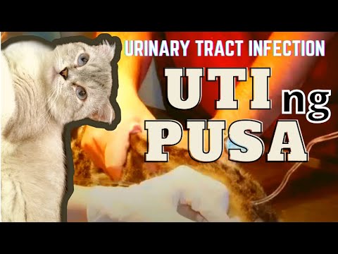 Video: Paano Maiiwasan Ang Pag-block Sa Urinary Sa Mga Pusa