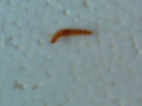 gorgojos que comen raíces para la diabetes