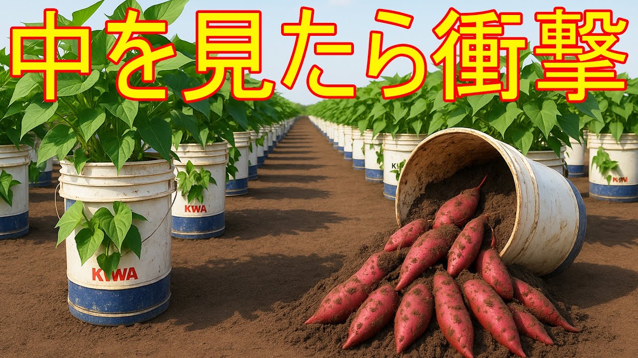ペンキ缶だけで栄養管理！サツマイモ栽培の新しい方法
