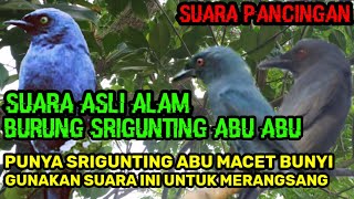 SUARA ASLI BURUNG SRIGUNTING ABU ||BUAT PANCINGAN SRIGUNTING YANG MACET BUNYI