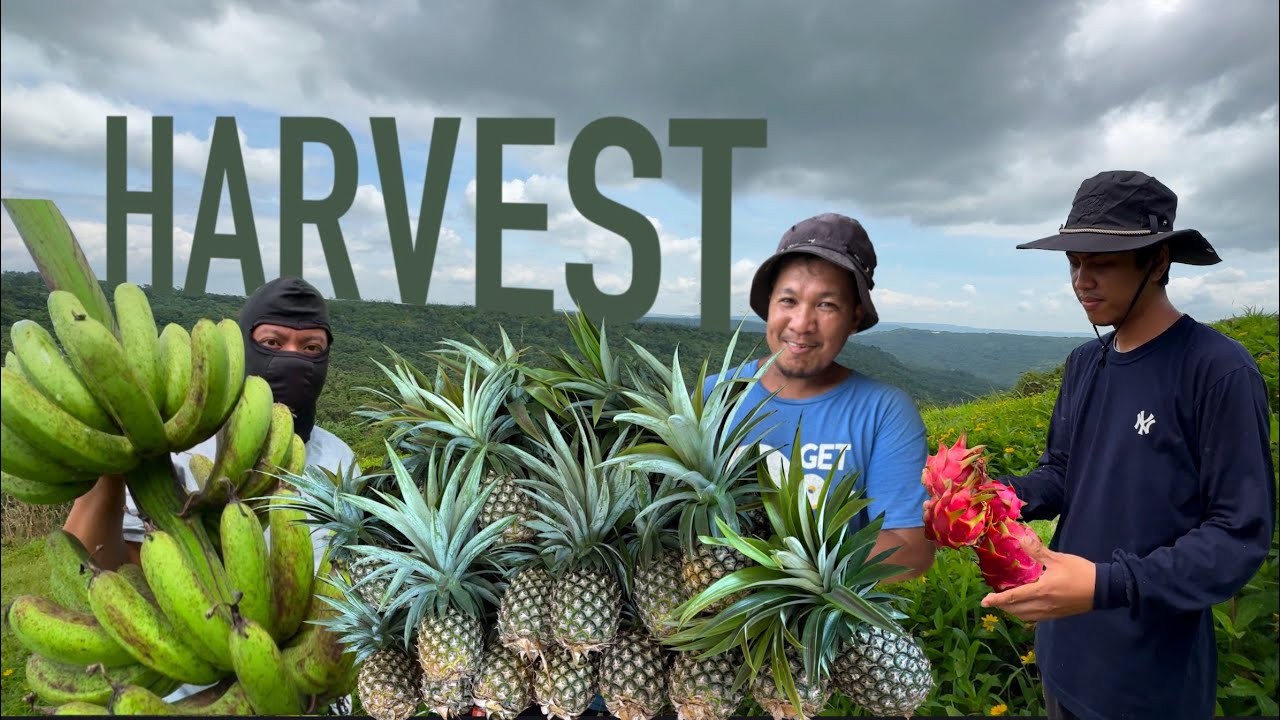 Time to harvest again! Halo-halong prutas sa ating munting Farm | Biyaya nanaman 