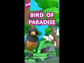 bird worthy of paradise 🦚