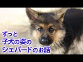 子犬のまま大きくならない。低身長症のシェパードと飼い主さんのマイペースで愛情いっぱいな日々