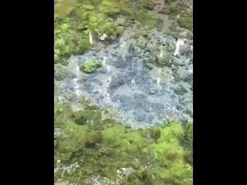 白川水源　水源内風景