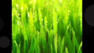 All Flesh is Grass