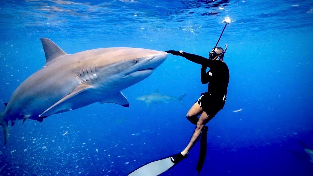 واجهت أشرس أنواع القروش!🦈