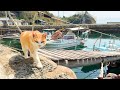 I Visited a Quiet Japanese Cat Island 🐱 | Home to Senior Cats | Aoshima Island |