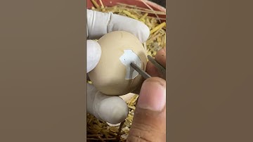 Rescue egg to save chick life #chick #mianinventions