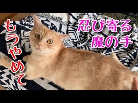 可愛いお尻を狙われてしまった猫たち