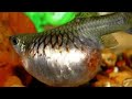 How to know guppy is pregnant|എങ്ങനെ ഗപ്പി പ്രസവിക്കാനായെന്ന് അറിയാം??