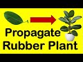 How to propagate rubber plant