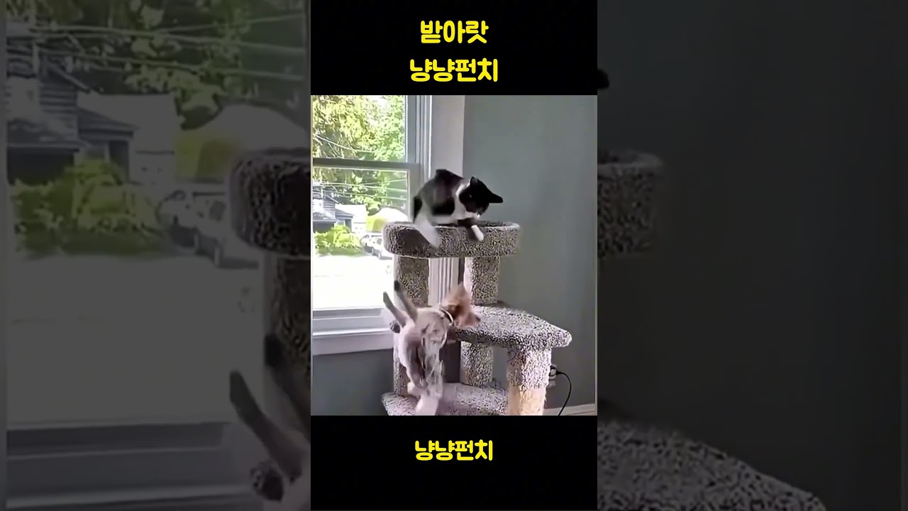 001.Take this, 'cat paw' punch! 1