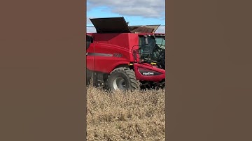 CaseIH 7230 taking down soybeans! #caseih #agriculture