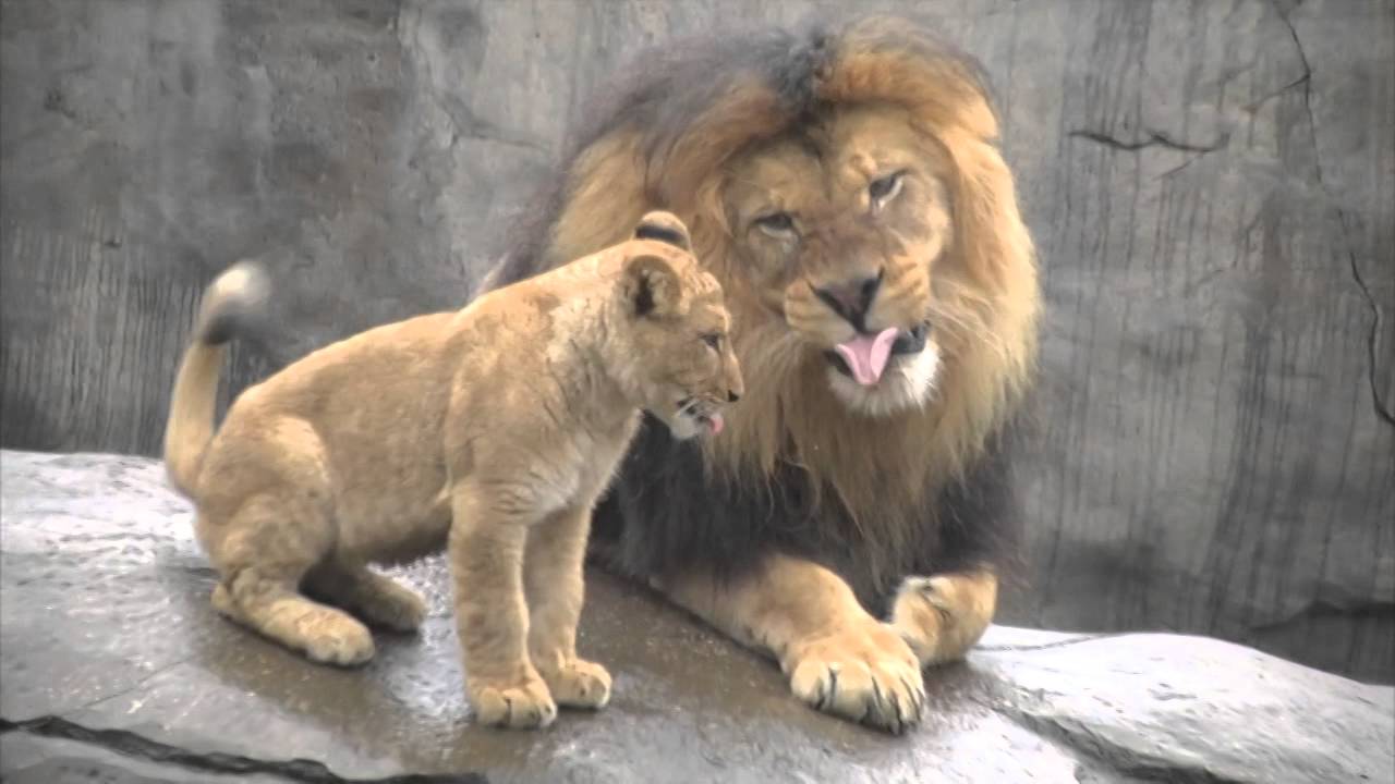 Lion cubs meet dad - YouTube
