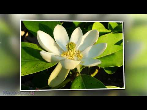 მაგნოლია...