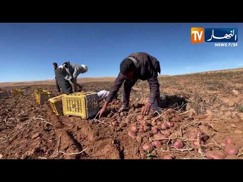 الأغواط أفلو تحقق إنتاجا قياسيا في موسم البطاطا بفضل الدعم ومجهود الفلاحين