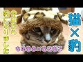 [猫]豹になりました！！ダイソーペット服を着た猫が可愛い。[Cat] became a nephew! ! A cute cat wearing Daiso Pet clothes.