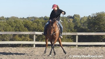 DD Shining Tigress - turns, jogging, stops! - ValleyViewRanch.net
