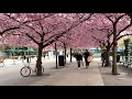 Stockholm Walks: Blooming cherry trees, low key street life and historical buildings. Park to Palace