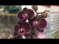Оромная уценка орхидей от 170 руб в Оби 11 января 2021 г. Дебора, Виенна, Дендробиумы...