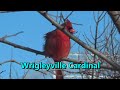 Wrigleyville Northern Cardinal 2/7/21 Feathers puffed out in Chicago sub zero winter weather.