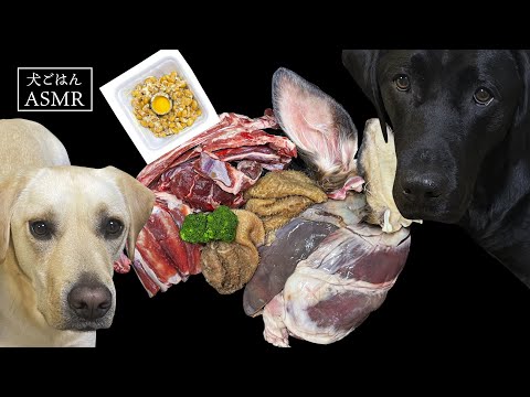 【ASMR  犬ごはん】生肉に納豆のカロリー控えめなラブラドールレトリバーのヘルシーごはん/咀嚼音/Raw Feeding Dogs asmr