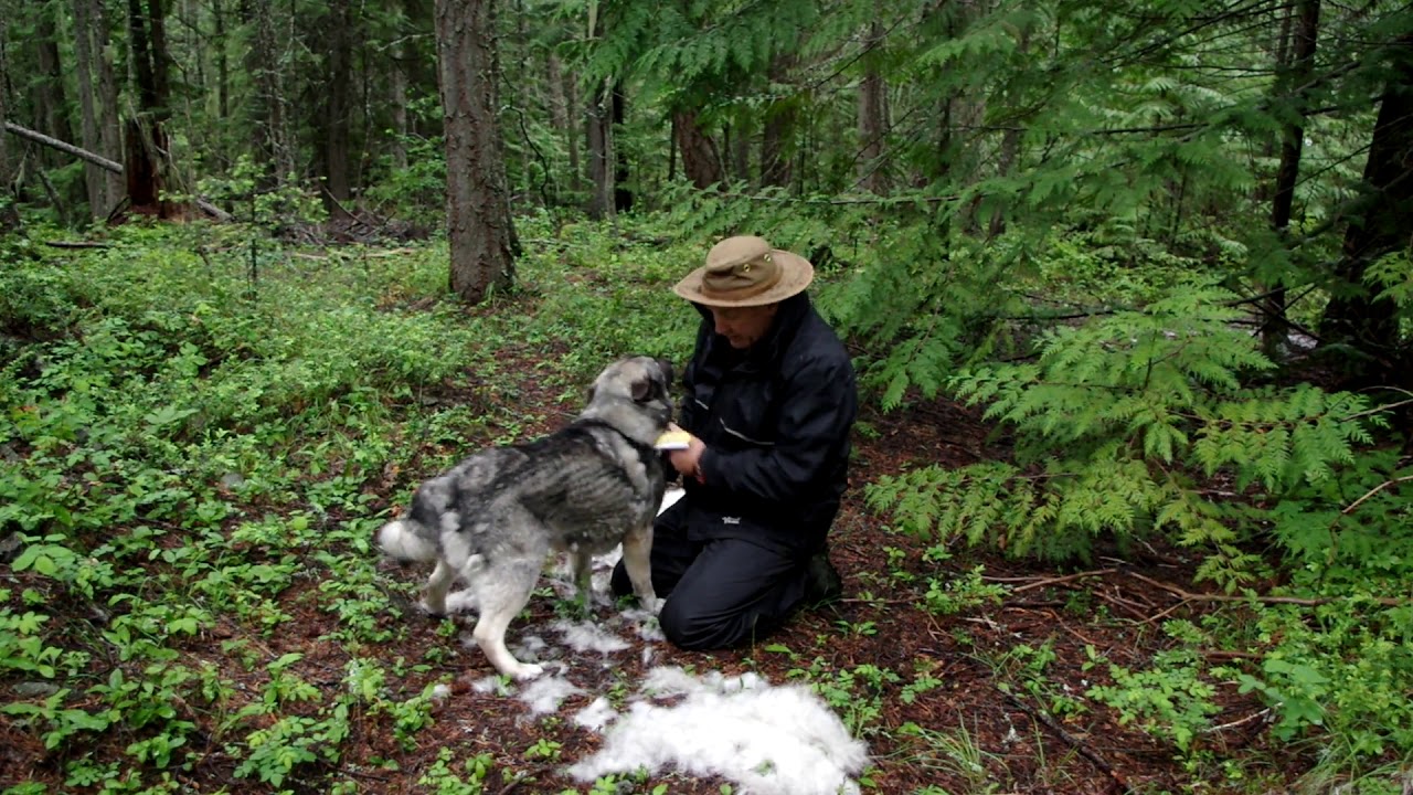 Mane - Brushing Out A Norwegian Elkhound Male