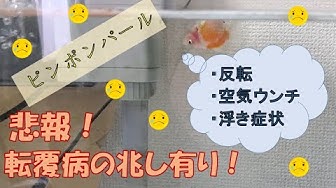 転覆病 Youtube 転覆病 Youtube
